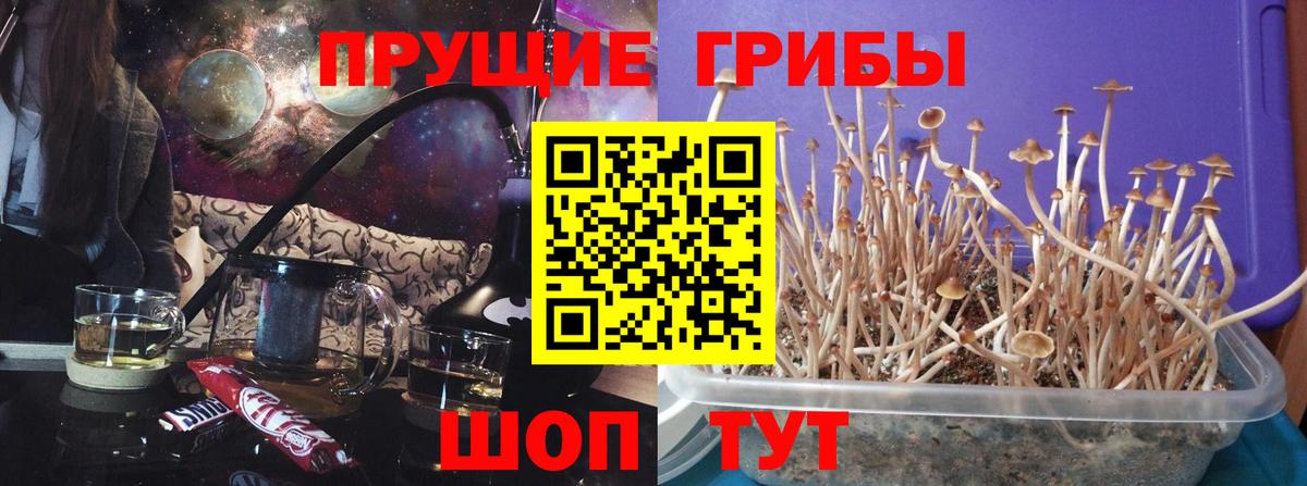 Сорочинск  Псилоцибиновые грибы прущие грибы  Вход с VPN 
