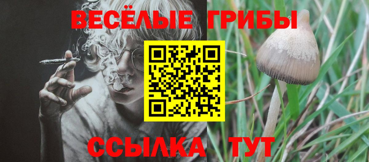 Галлюциногенные грибы Psilocybe Сорочинск